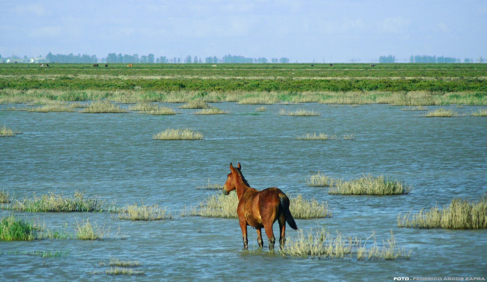 Caballo por las marisma de Doñana