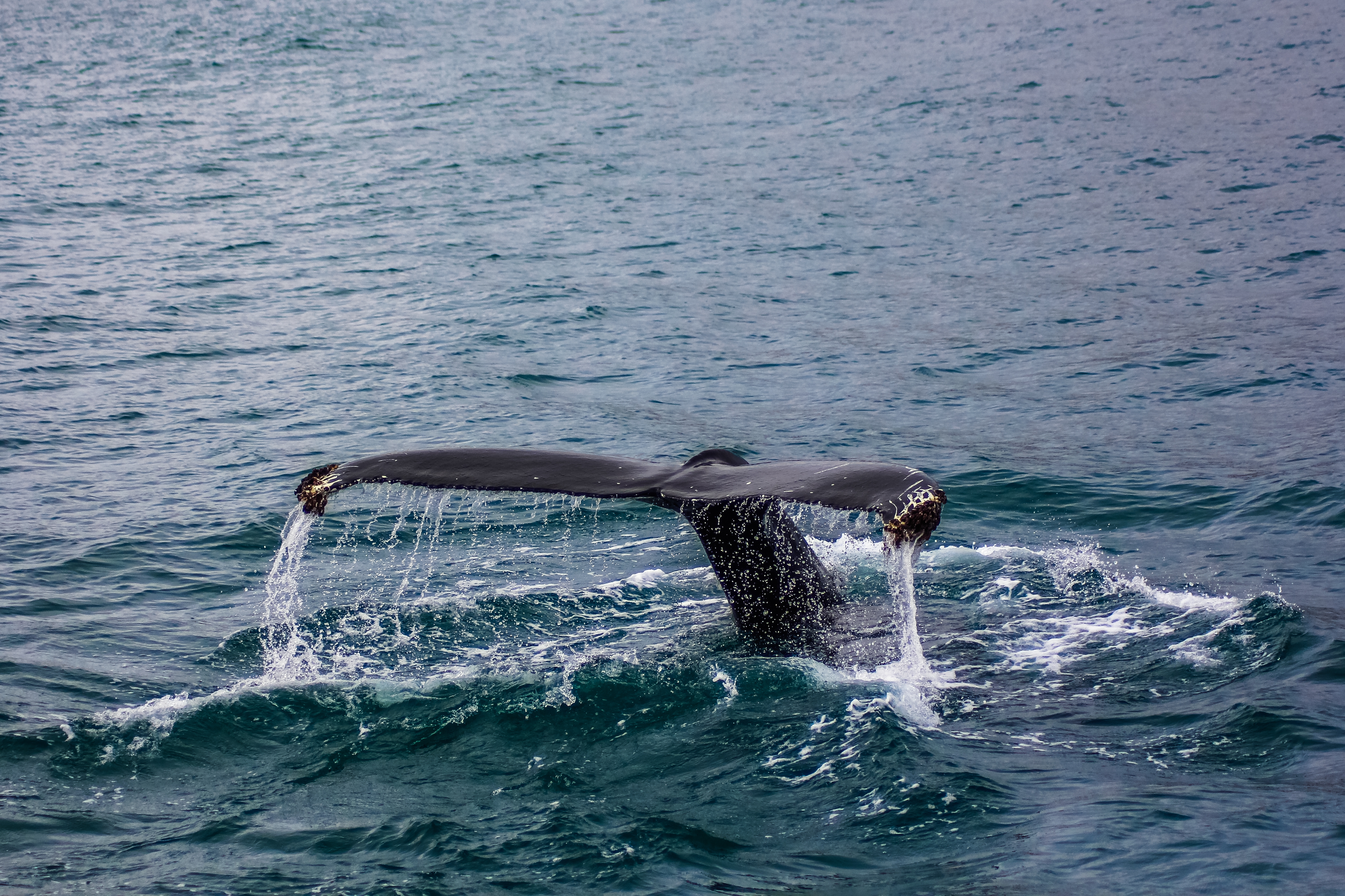 ballenas