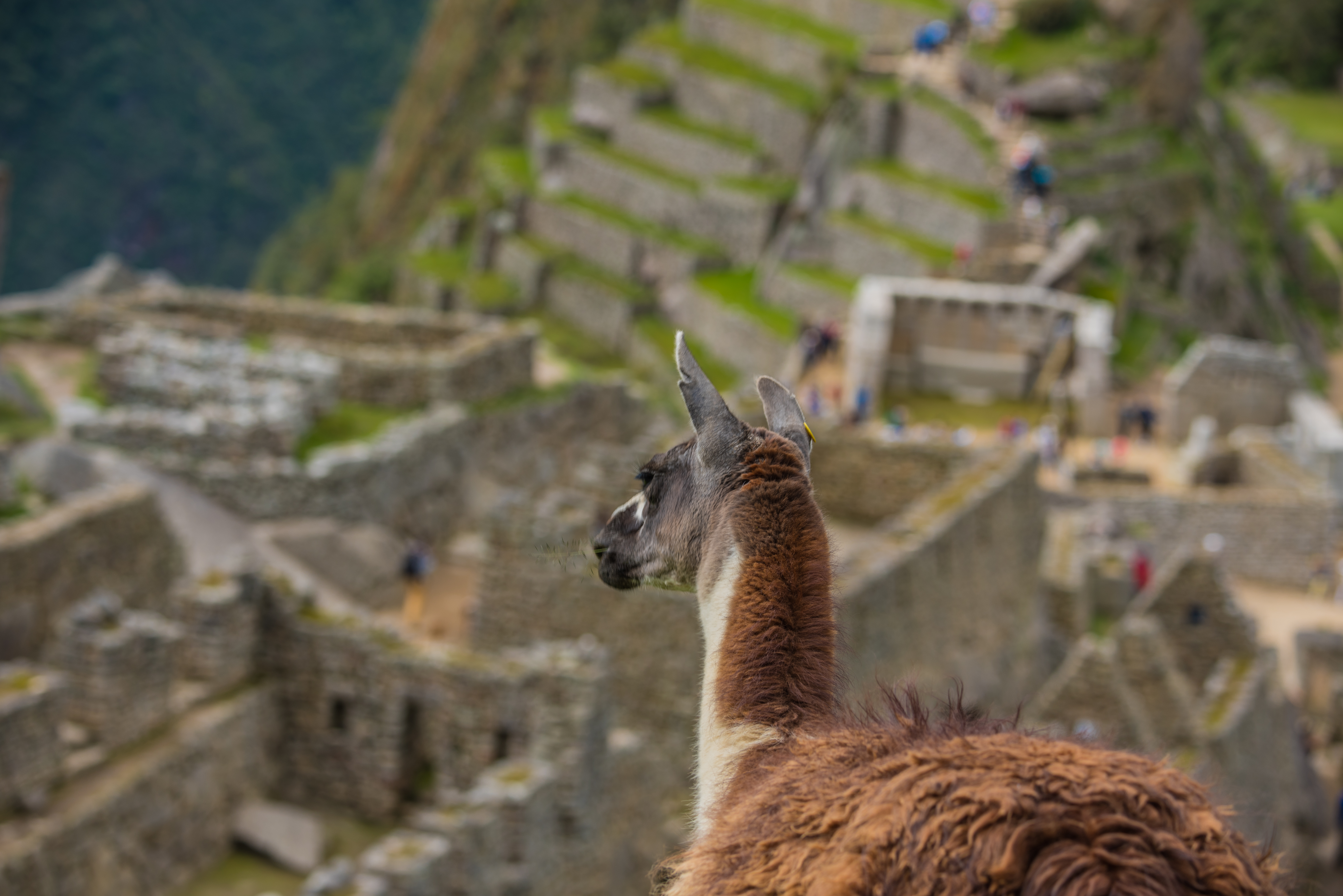 Vista de llama a Machupichu