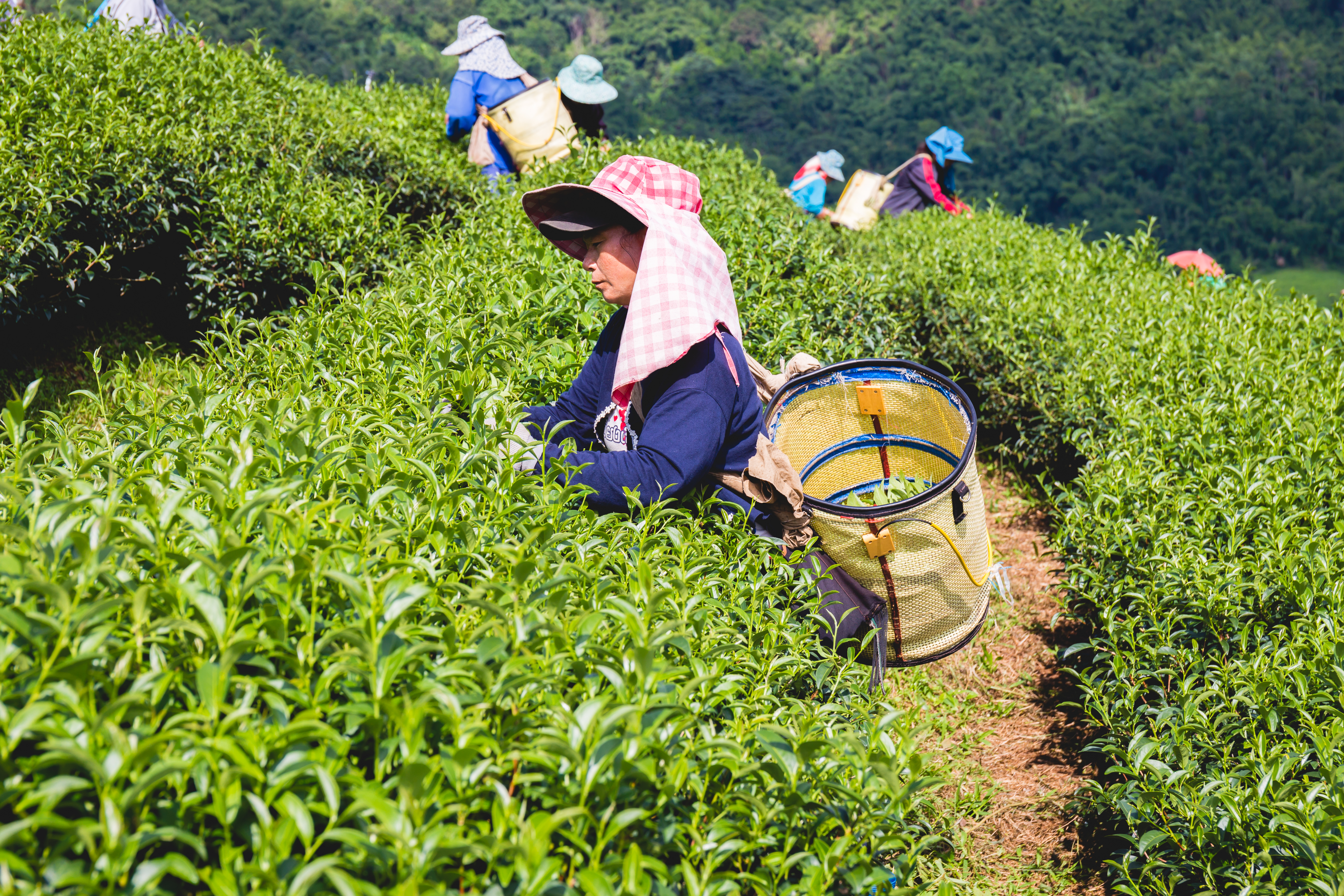 mujer nativa recogiendo plantación de té en Nuwara Eliya