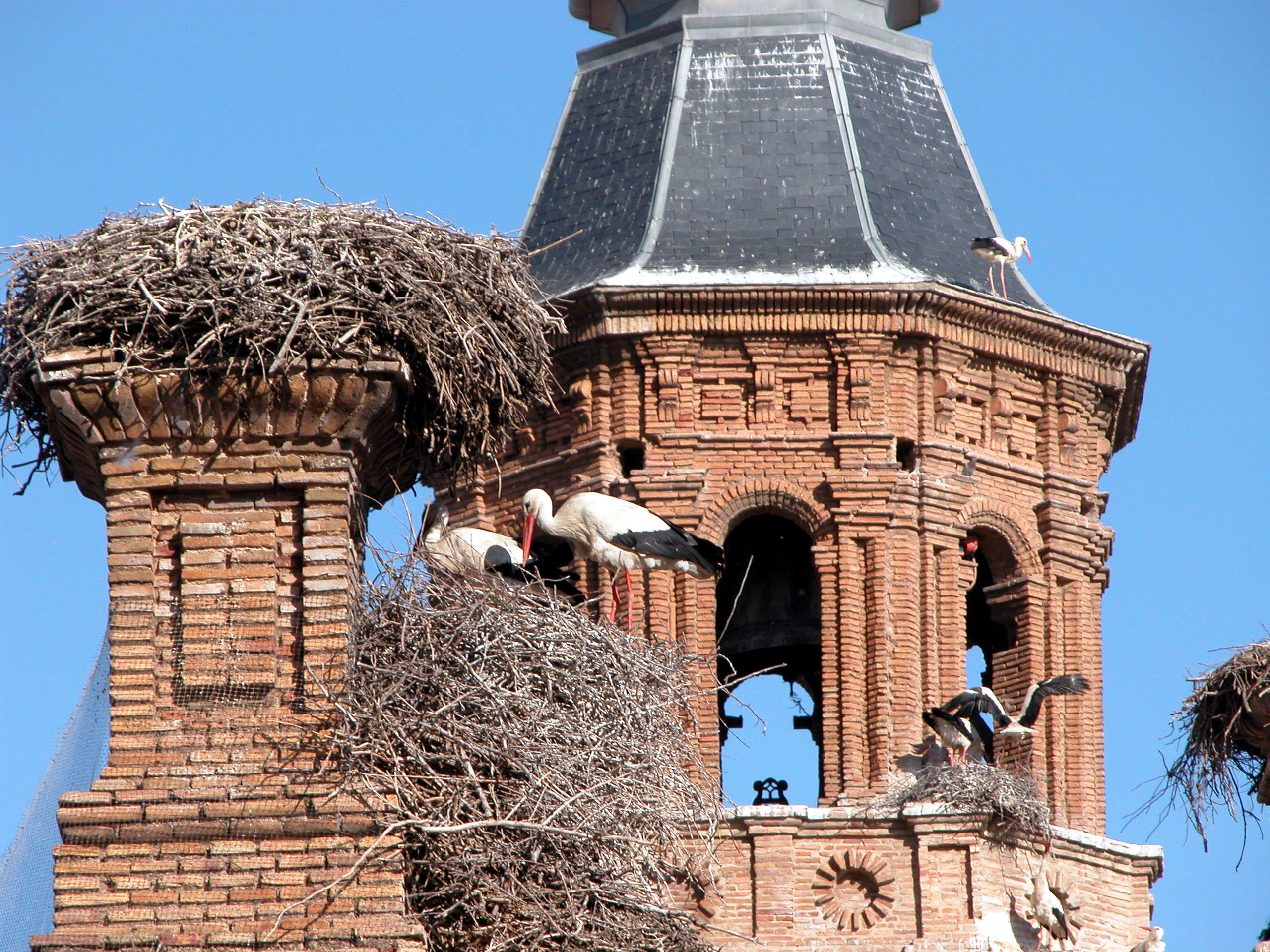 Cigueñas en Alfaros
