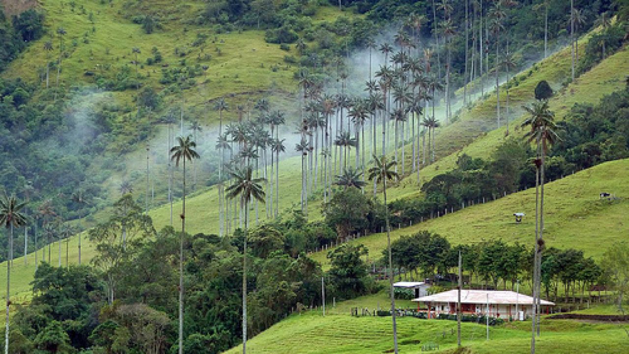 Casa de una planta en la ladera de una montaña rodeada de palmeras y cafetales