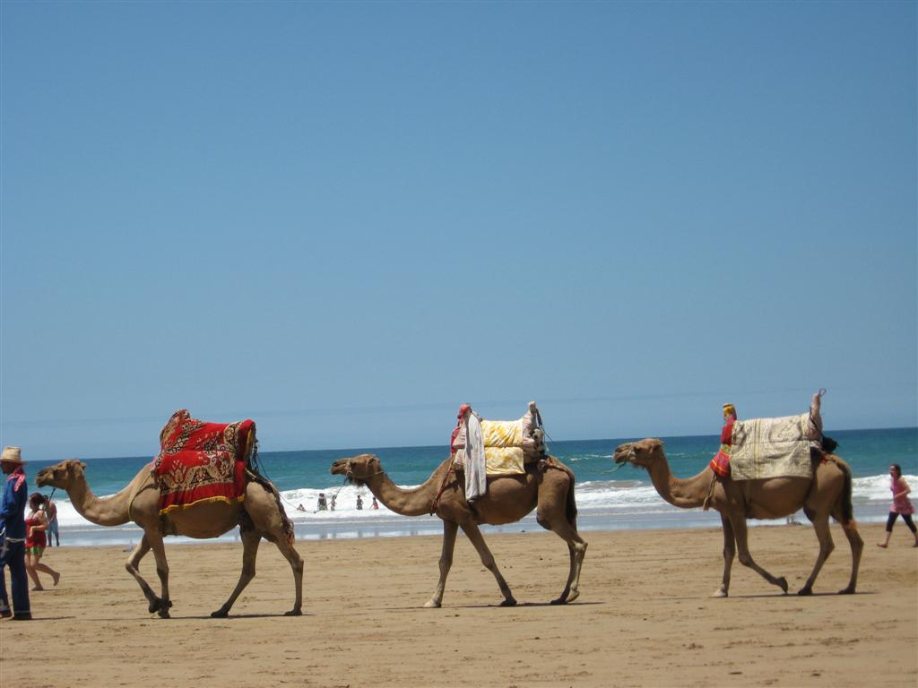 Típica estampa de camellos por la playa