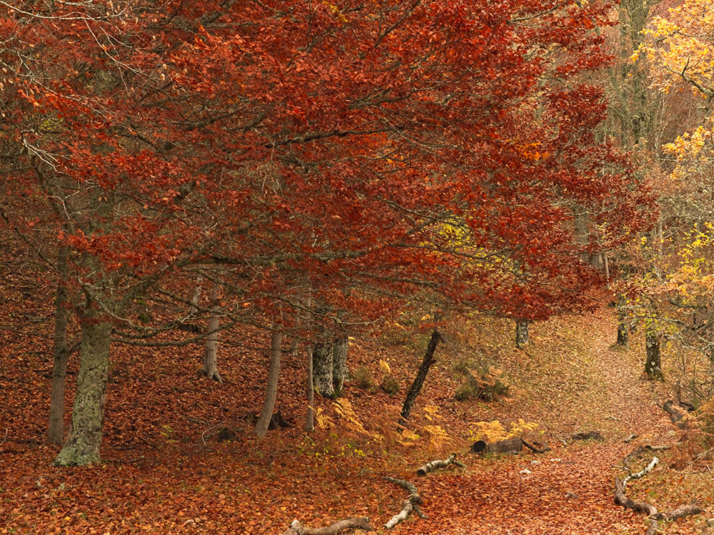Bosque