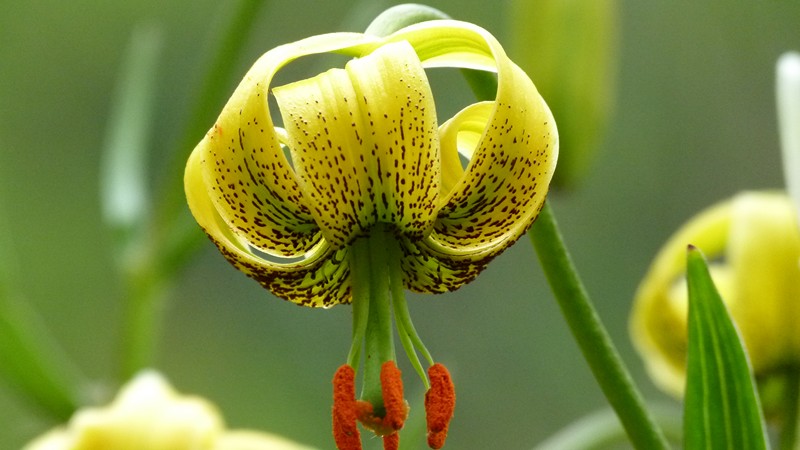 Flores