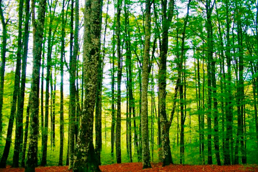 La selva grande