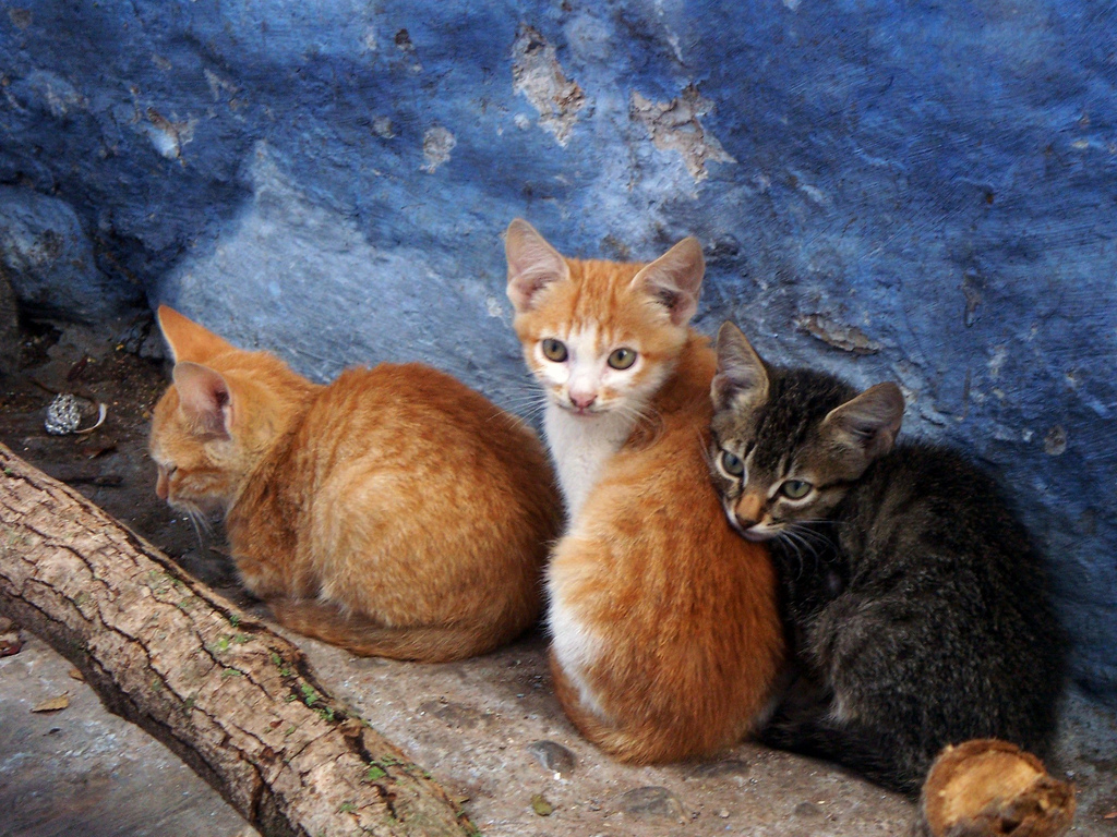 Gatitos descansando en alguna calle de Xauen