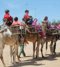 Paseo camello Doñana