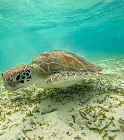tortugas