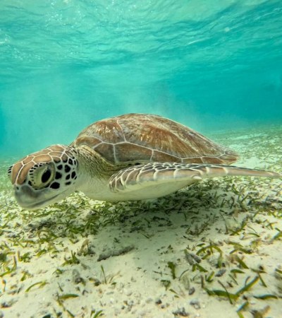 Tortuga en el mar de las maldivas
